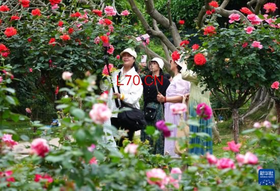 广西南宁：月季花开迎客来